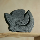 Black Ammonite Centre Piece