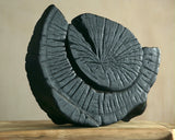 Black Ammonite Centre Piece